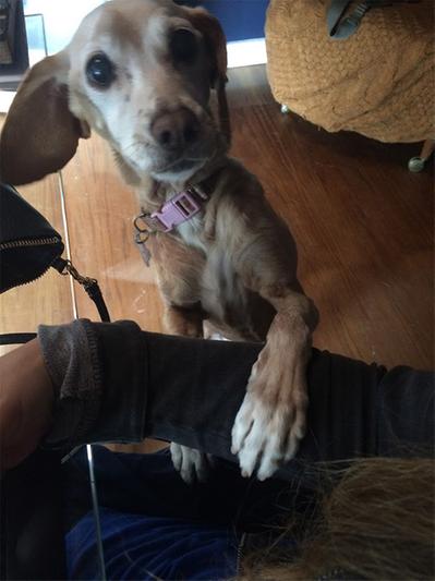 After. Energetic and strong, begging for treats. The fur on her neck and chest was almost bald in the past