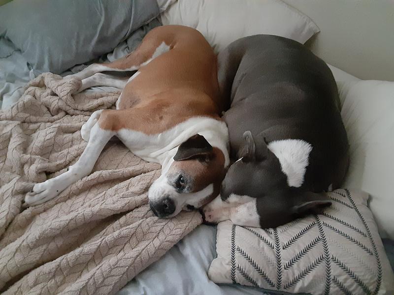 Frankie & Gogo
