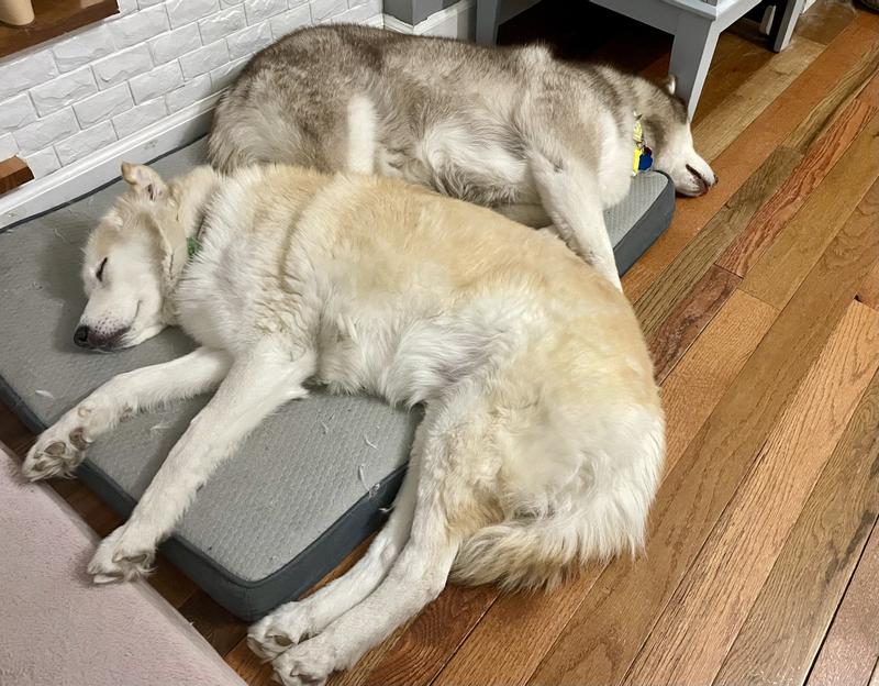 They both loved it so much we had to buy another!