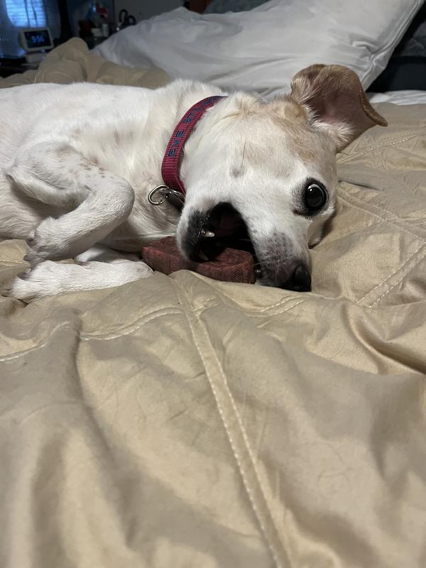 Picture of chew and my dog trying it