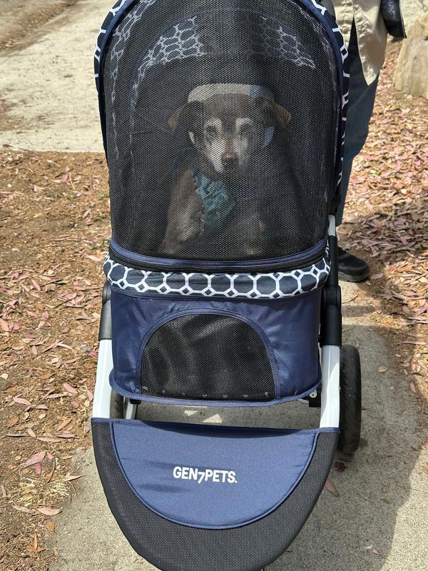 My Geriatric Dog Loves This Stroller!