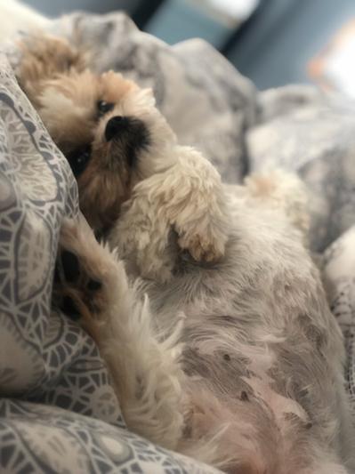 #rufflife for Jemma
