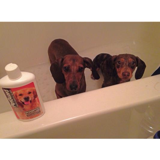 Petguard shampoo best sale