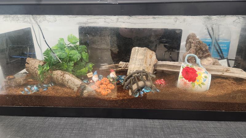 Class Pet Hisser Tank with Bedding