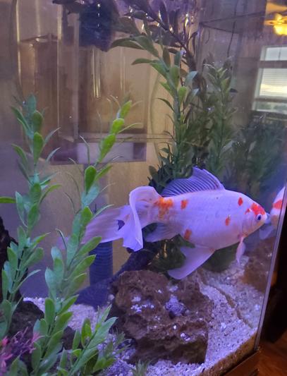 Shubunkin Goldfish, 12+" long