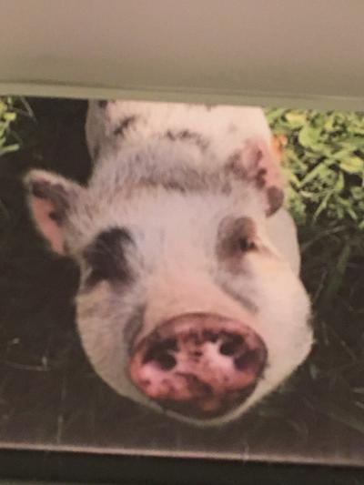 Im Moo the mini piggy