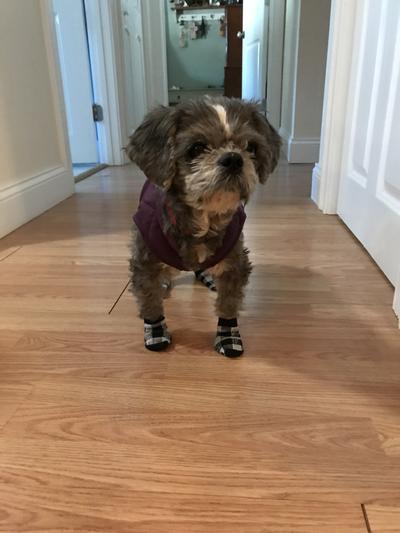 Penny with her socks on