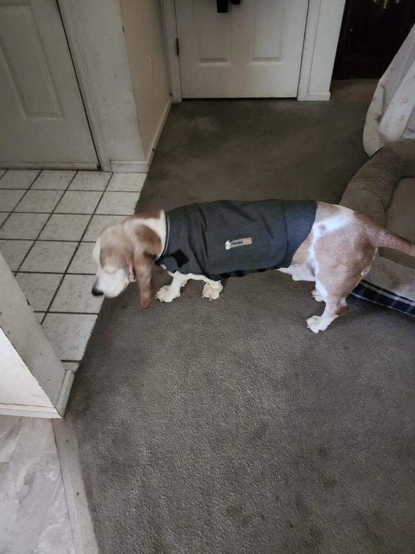 ThunderShirt Classic Anxiety & Calming Vest for Dogs, Heather Grey & ThunderWunders Melatonin Calming Dog Chews