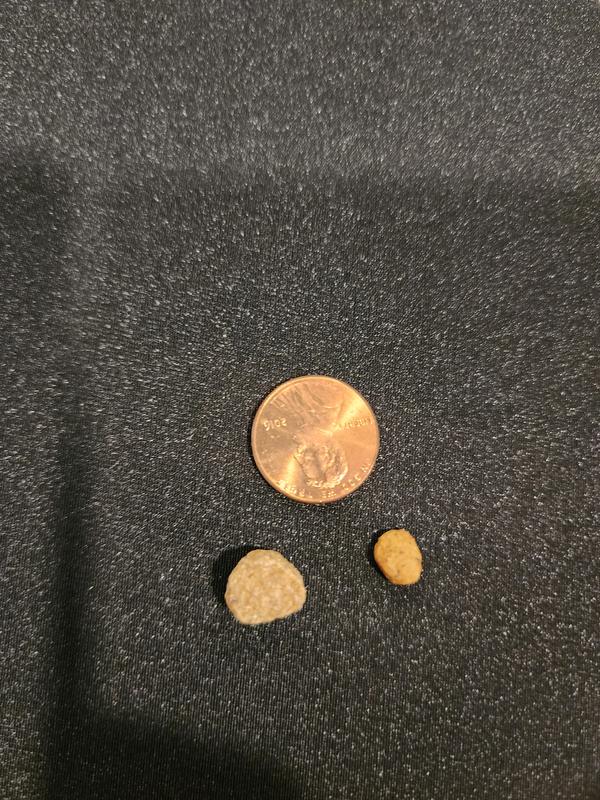 Blackwood Senior food on bottom left as compared to my dog's normal kibble made for toy breeds on right. Blackwoods is not huge but just bigger than they are used to.