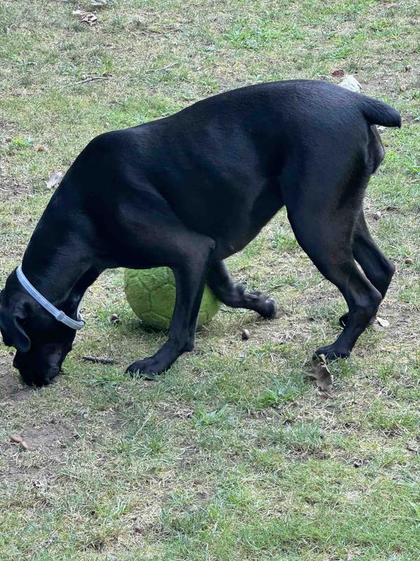 Alopecia FREE after melatonin!