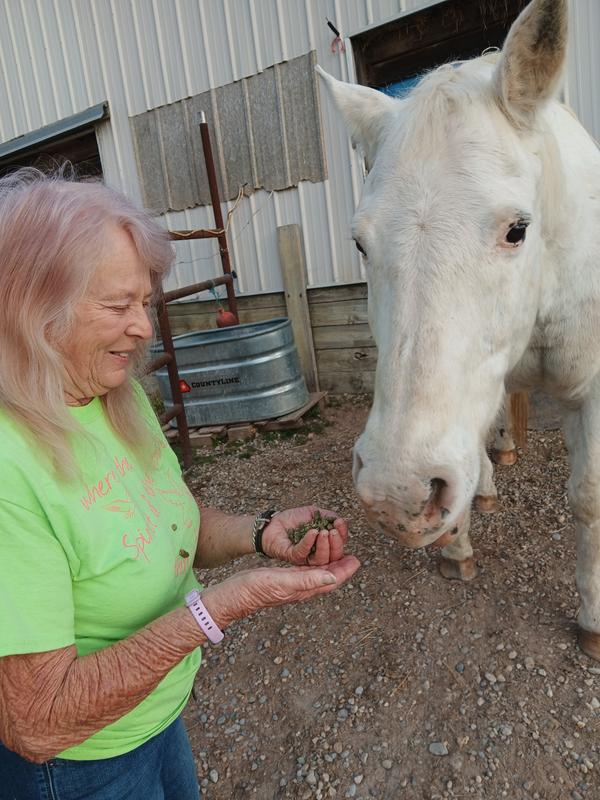This is Mr. Yoder, one of my rescued horses.This, who came to me in pretty bad shape.And I tell you what he is really loving.These blue mountain timothy pallets