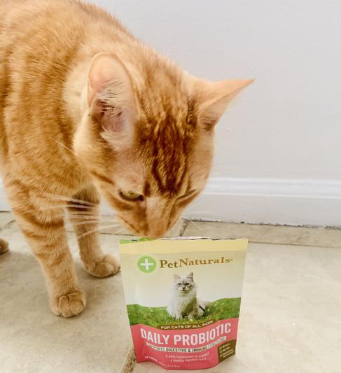 Pet naturals outlet daily probiotic