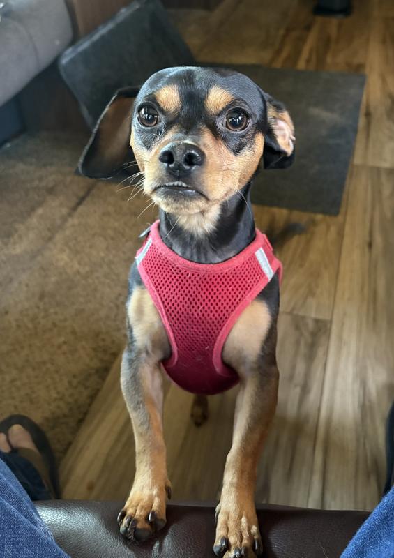 Spike the watch-wiener!