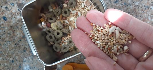 Way Too Small for Conure