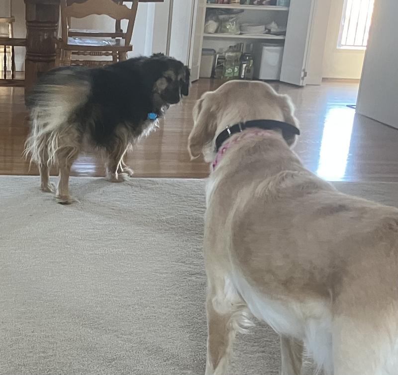 Sandy giving Winnie the look