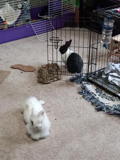Thumper and Marshmallow