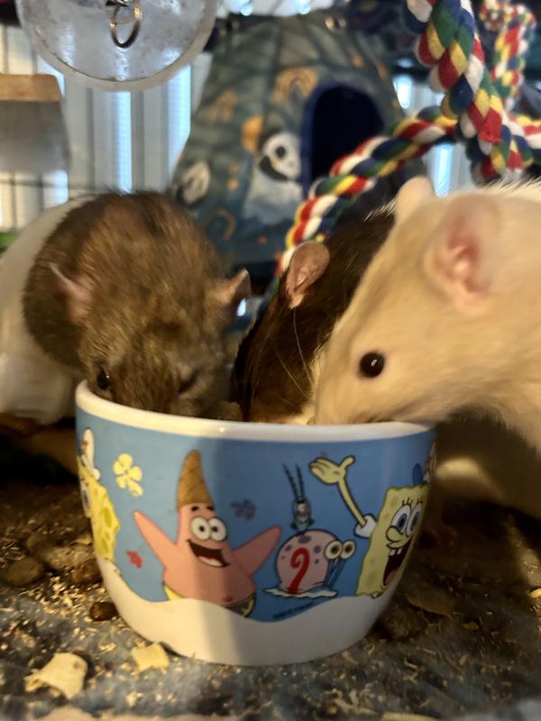 FIELD+FOREST BY KAYTEE Rat Food, 2lb bag