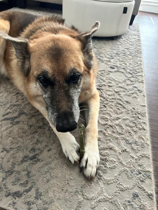 Mia LOVES her Greenies!!