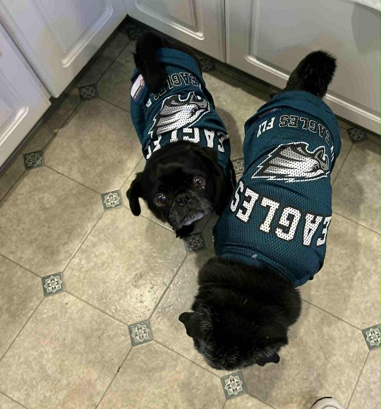 My 2 larger Pugs are 20-25 pounds and a Medium is perfect.