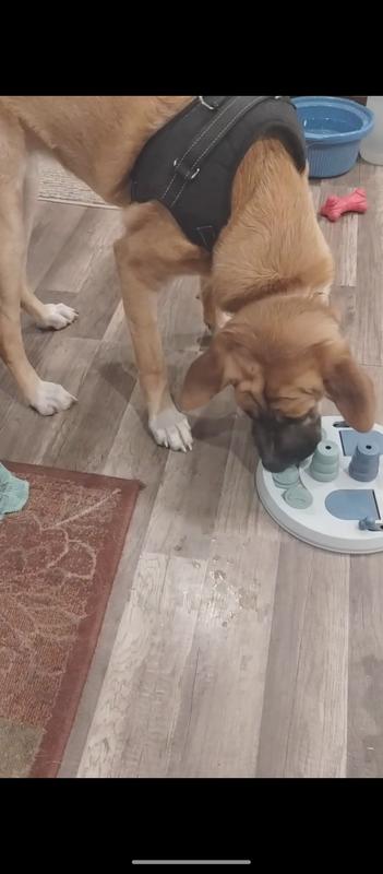 Fun and rewarding toy for smart dogs