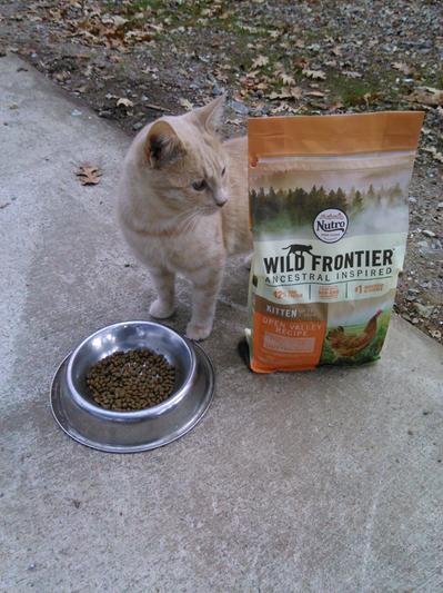 Nutro wild shop frontier kitten