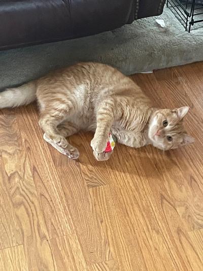 Leo - New favorite toy