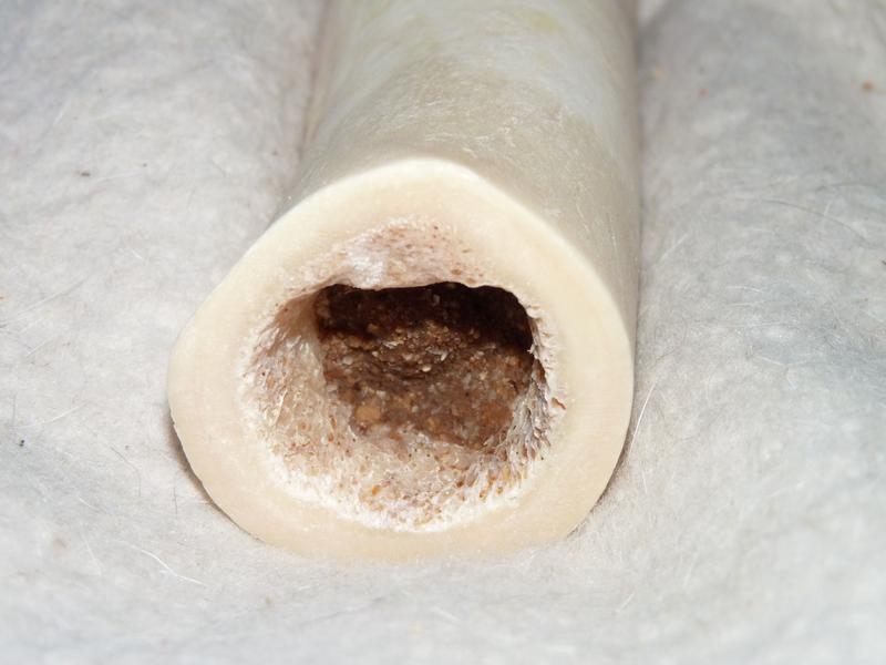 No damage after a couple hours chewing