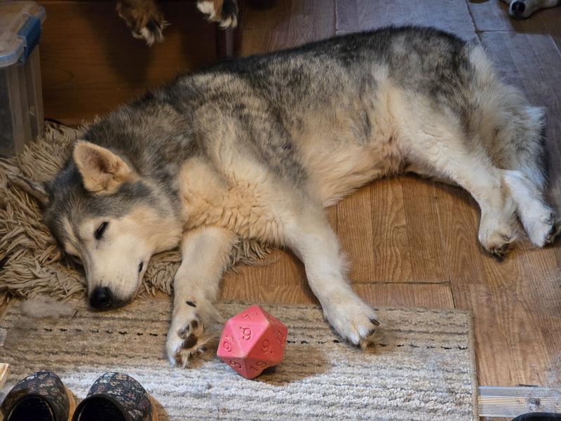 Ollokut protecting his d20