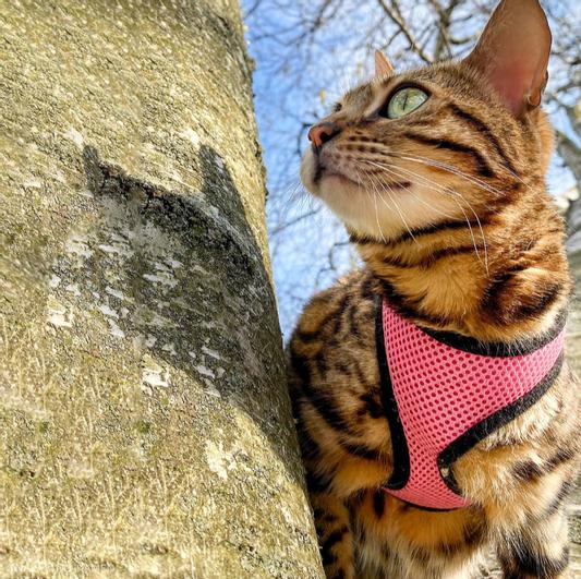 Wholesale New Nice-Looking Breathable Air Mesh Cat Harness and