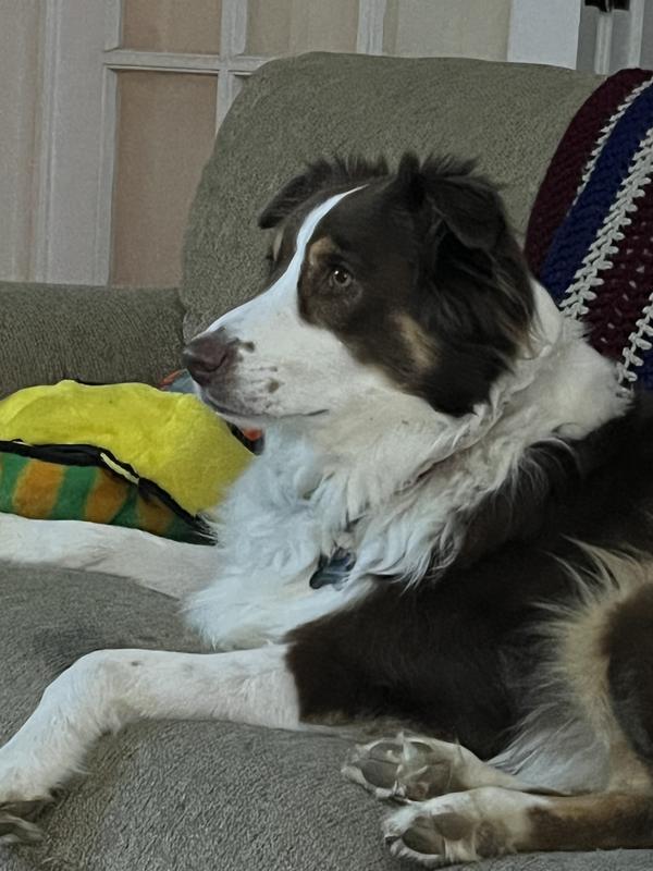 PET REPUBLIQUE SelfCleaning Slicker Brush