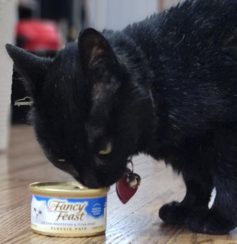 Fancy feast hotsell kitten food review