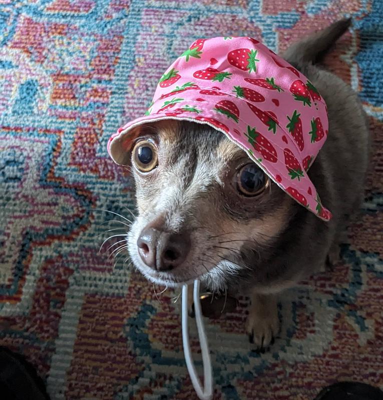 Rosie is summer ready with her new hat.
