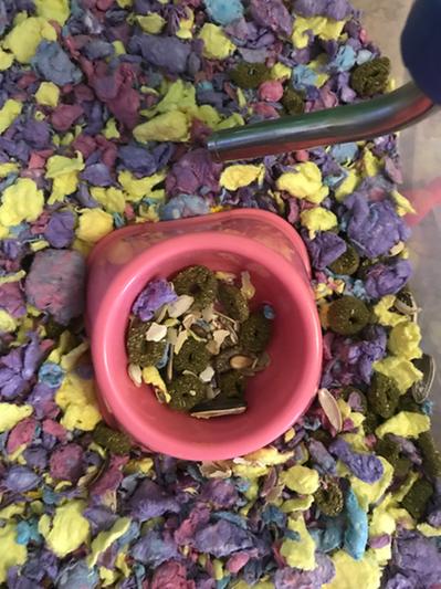 This is the food and some of the seed scraps