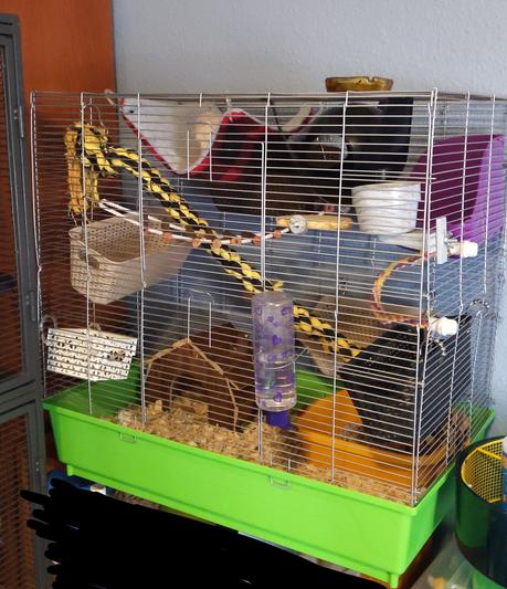 basic rat cage set up :)