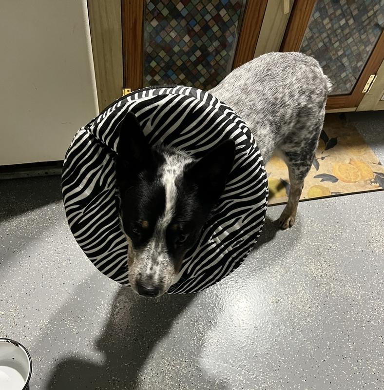 Tex with his lovely collar