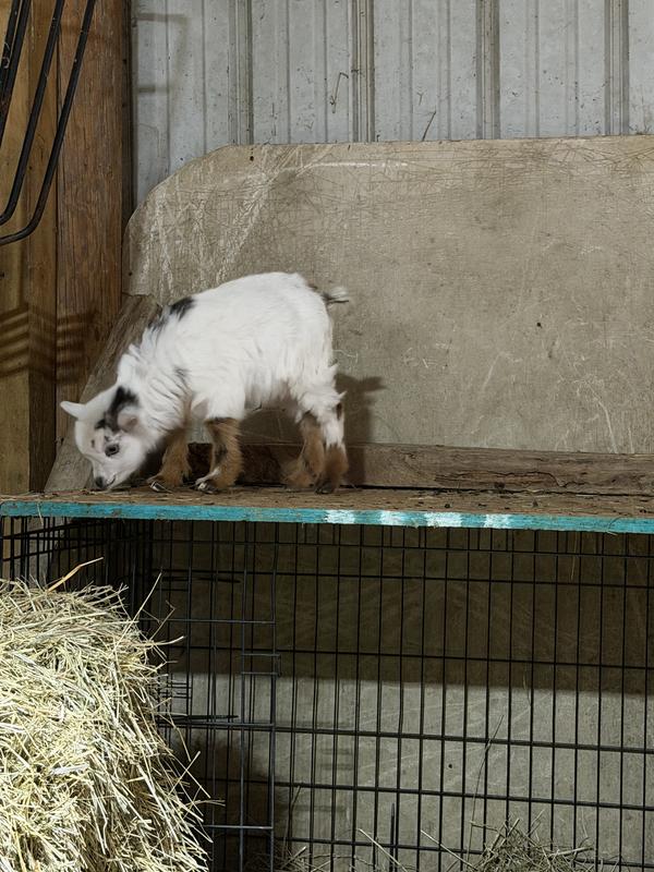 The runt of the kids.