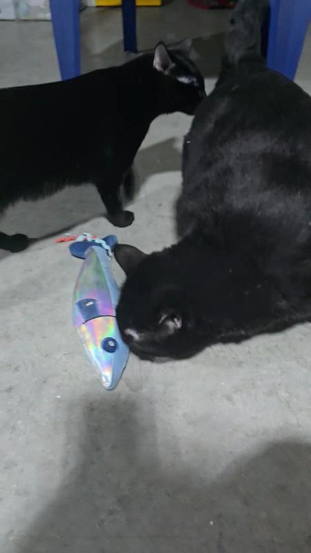 Mamma Artio inspects the giant sardine.