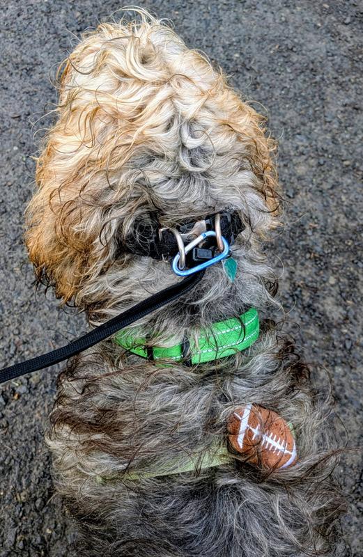 Otto getting ready to play