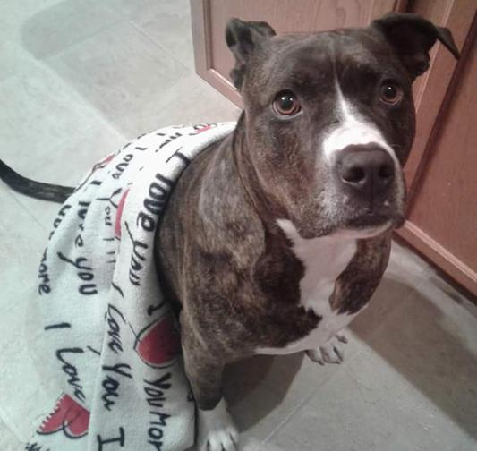 Discontinued ONLY NATURAL PET Jerky Wraps Chicken & Carrot GrainFree