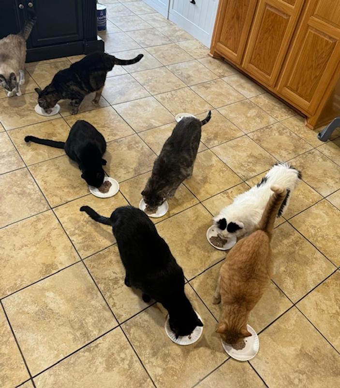 They licked all the plates clean!