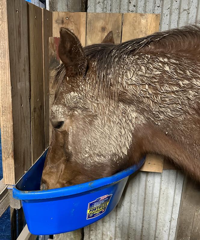 Excuse the mud, but it's that time of year in Michigan!  This is my pickiest mare and she did not hesitate to eat her grain with the supplement added.