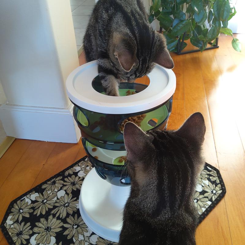 They love their treat tower.