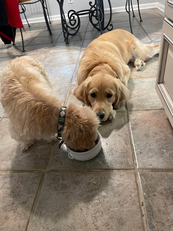 Lily  waiting for Gizmo to finish so she can clean his dish
