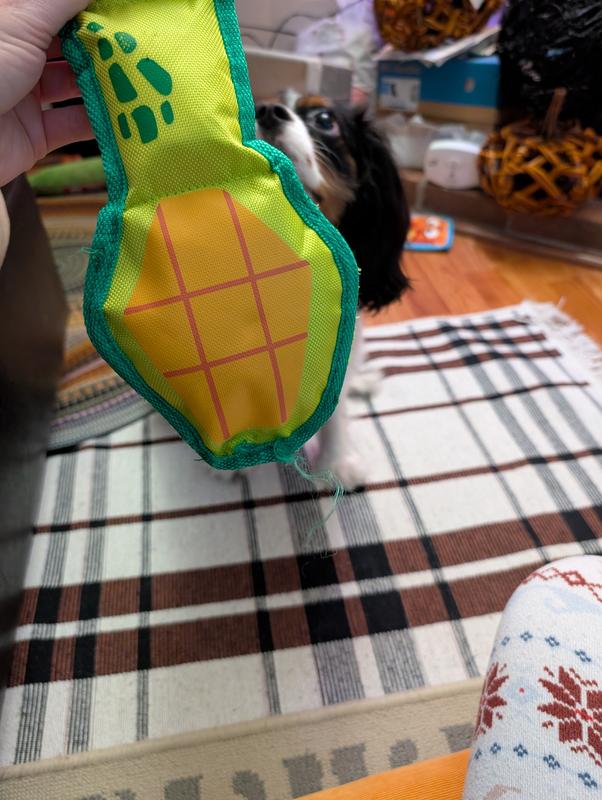 Tried to trim the chewed fins off to prevent her from chewing more