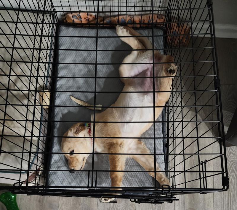 FRISCO Cooling Orthopedic Dog Crate Mat, 24in