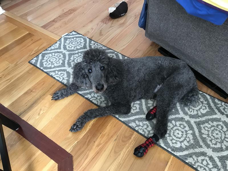My old man Butch