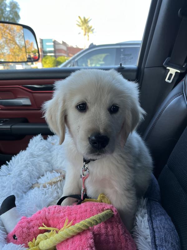 Leaving the kennel for my new home.