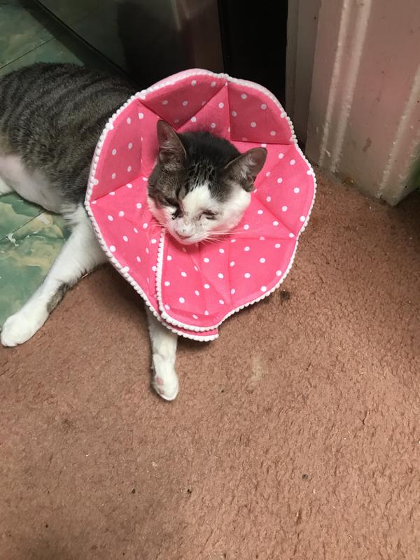 SUNGROW PostSurgery Soft Cone Dog & Cat Recovery Collar, Pink, Medium