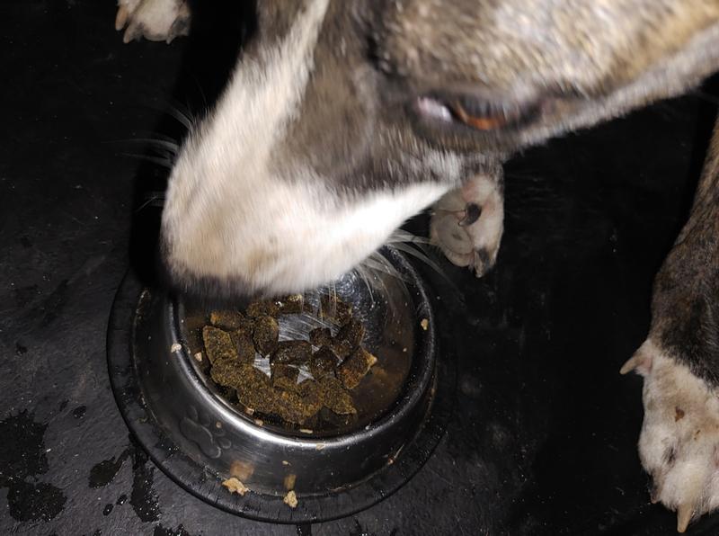 Princess enjoying Earth Animal Wisdom Air-Dried Dog Food.