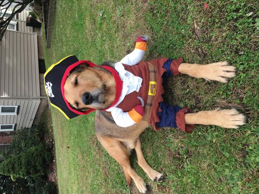 Mountie dog costume best sale